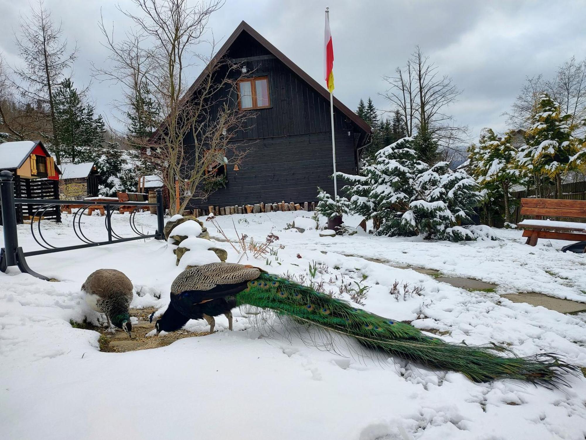 Beskidzka Ostoja Koszarawa Buitenkant foto