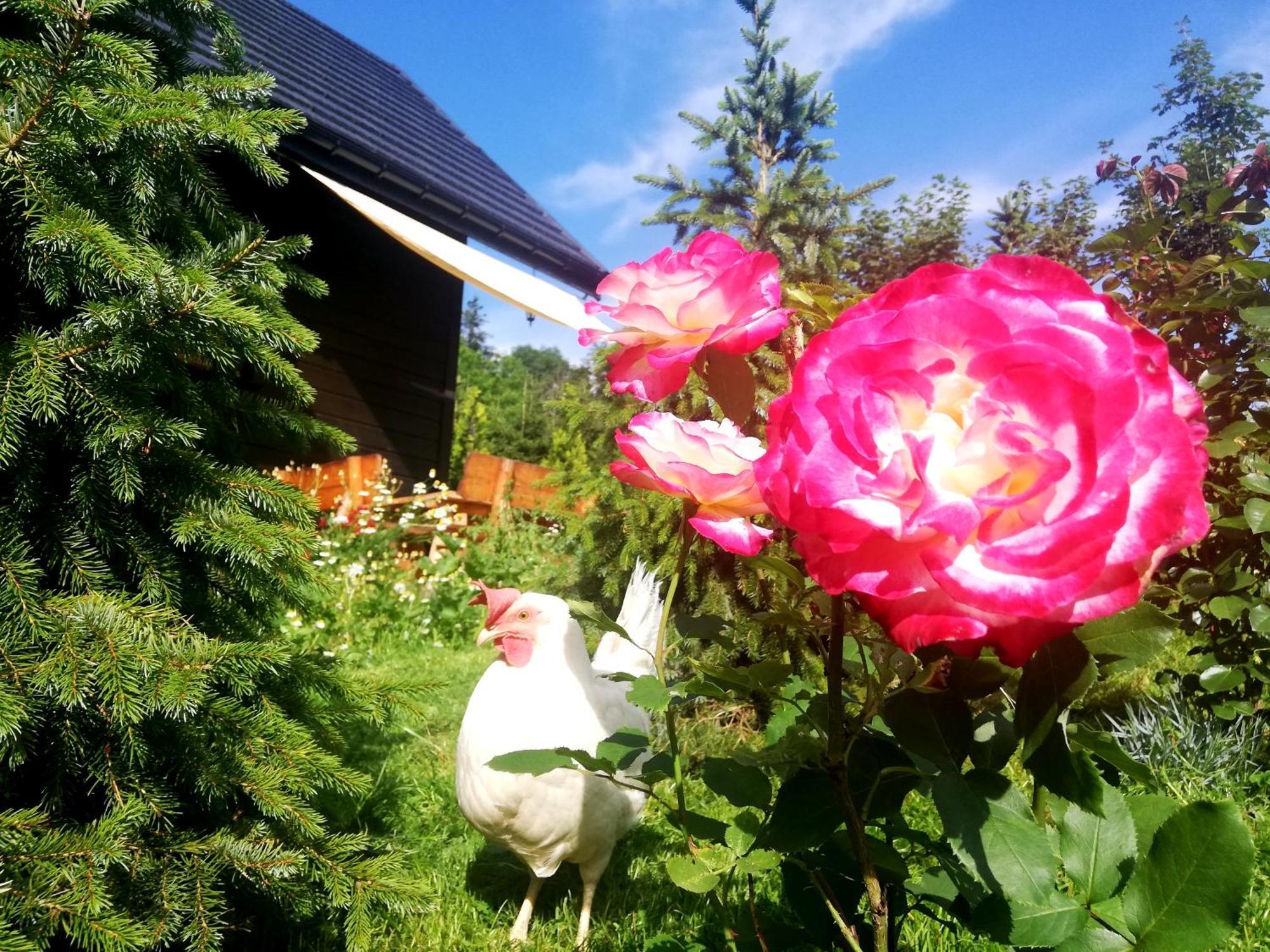 Beskidzka Ostoja Koszarawa Kamer foto